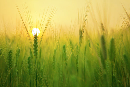 Building Resilience: Coping with Life's Challenges